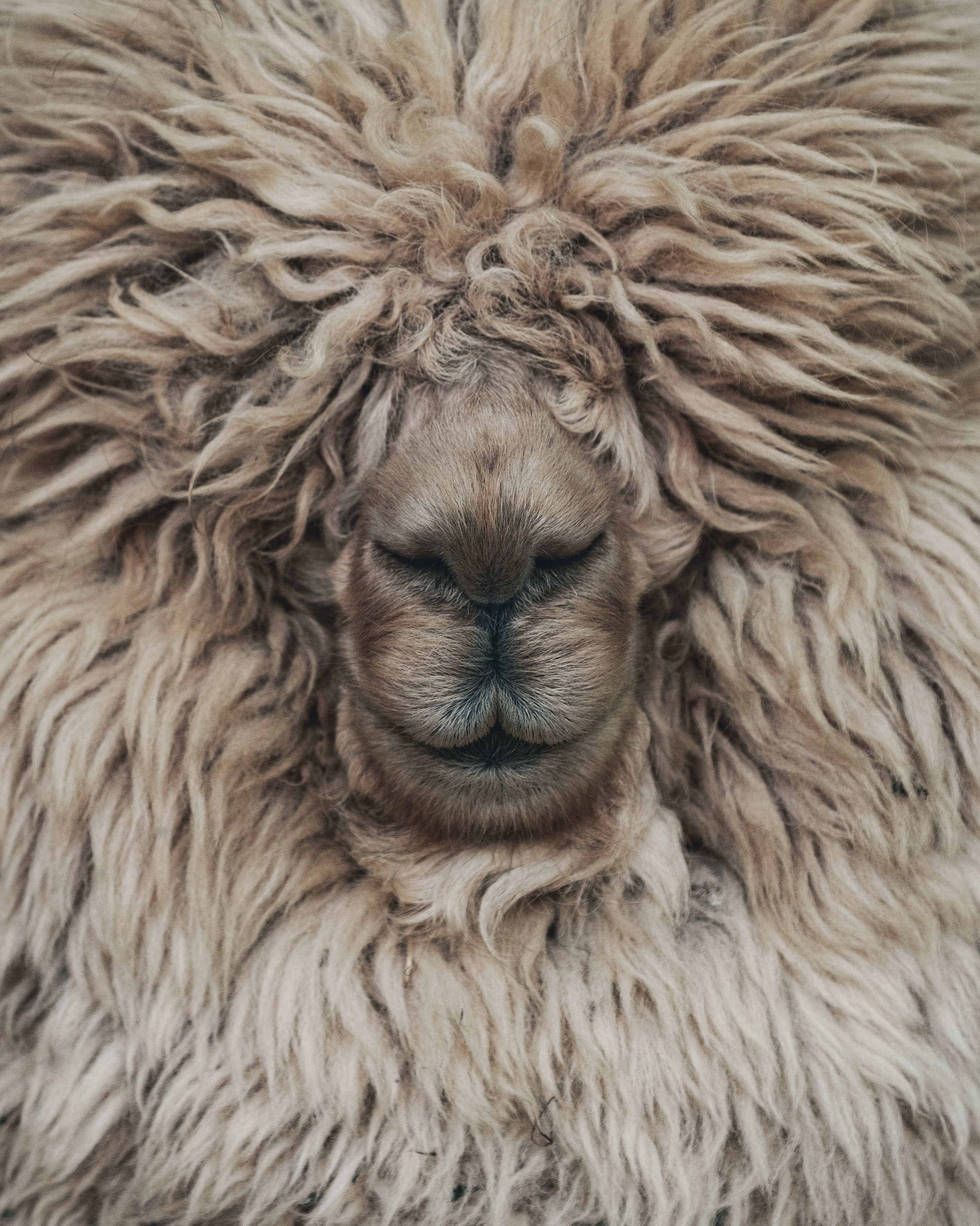 Overgrown wool
